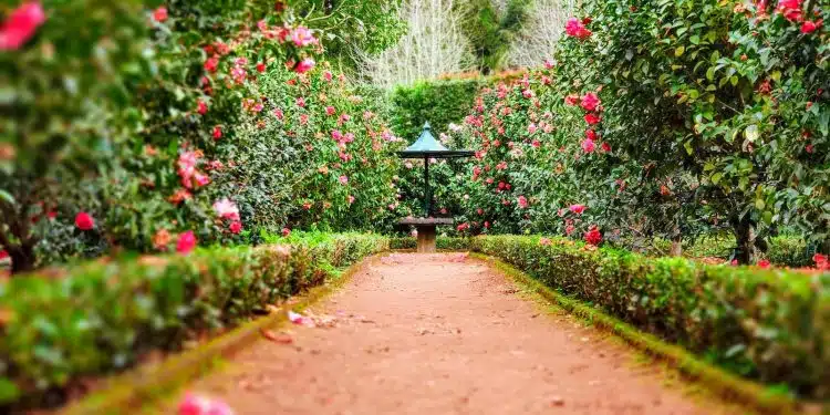 Quelles plantes utiliser pour sa bordure de jardin ?