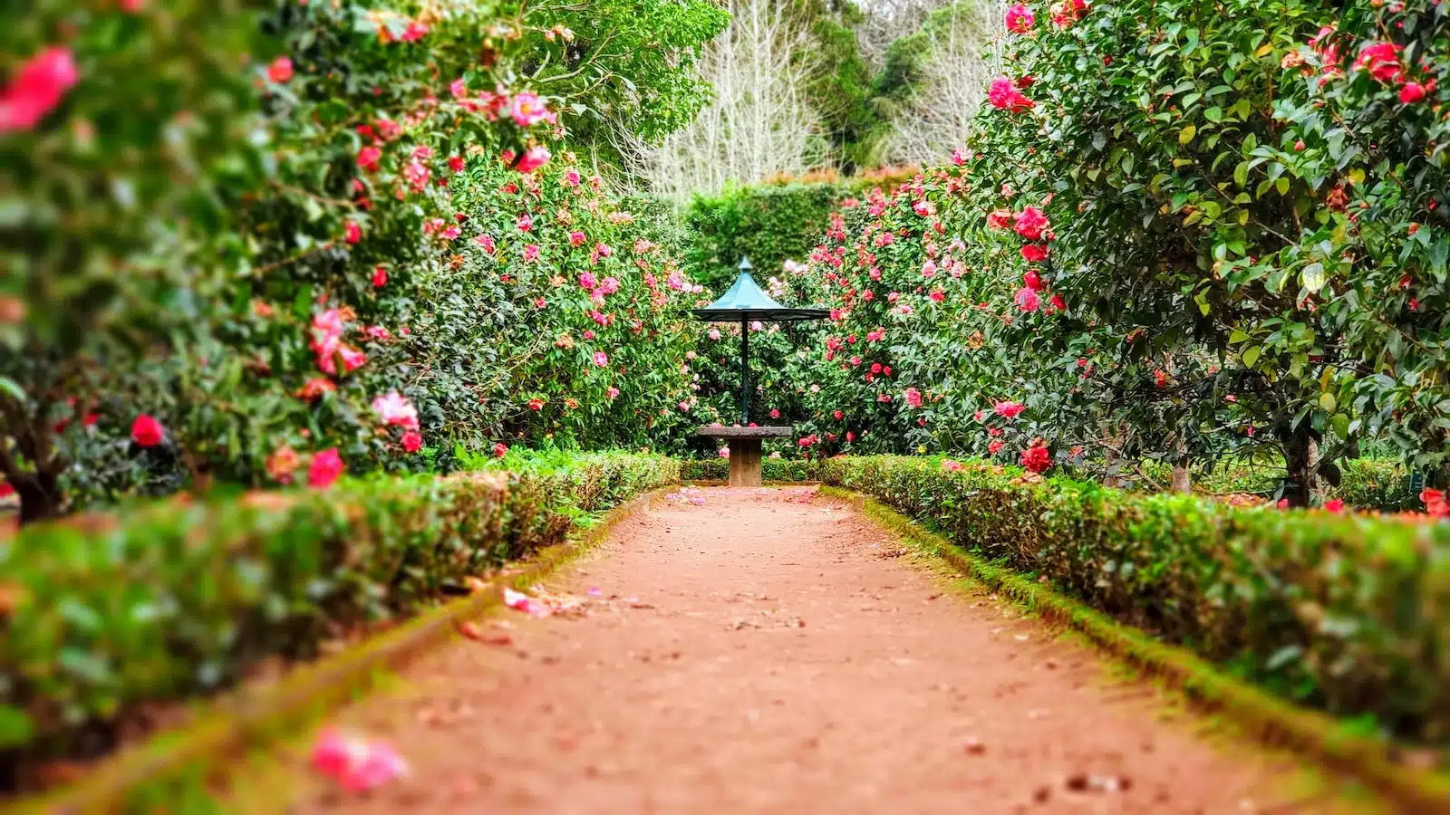 Quelles plantes utiliser pour sa bordure de jardin ?