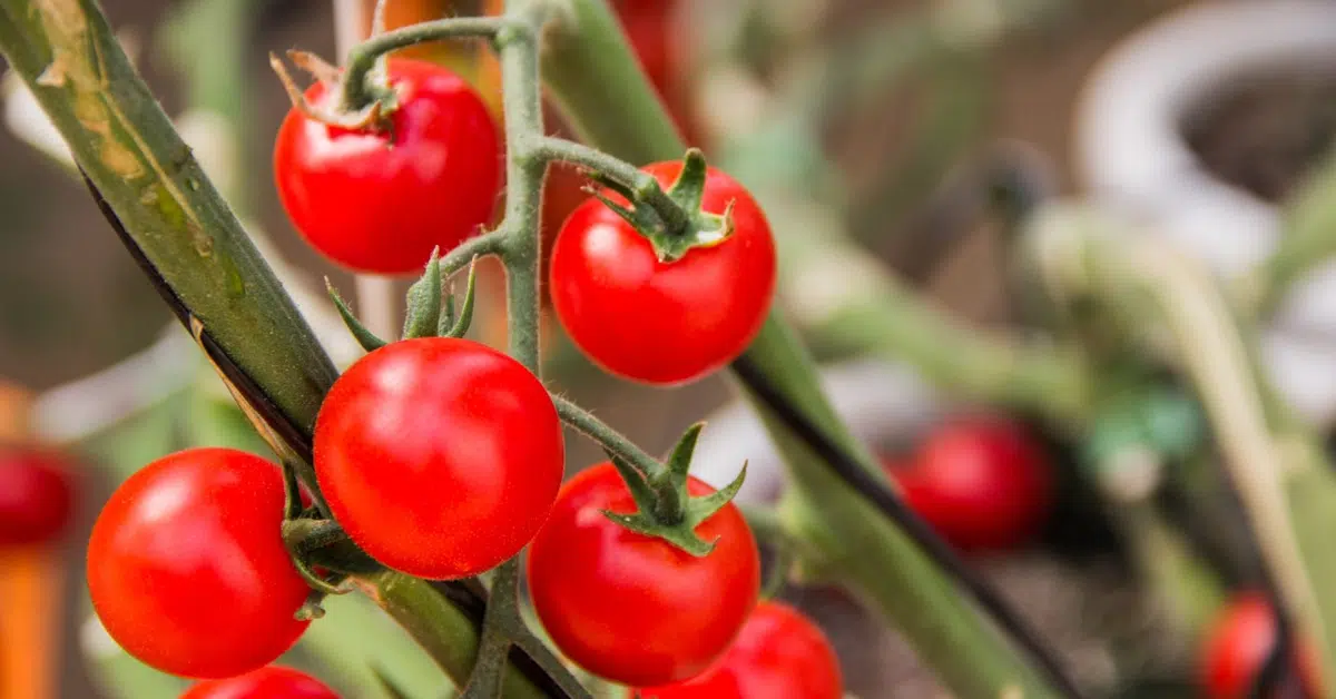 tomates biens arrosées au potager