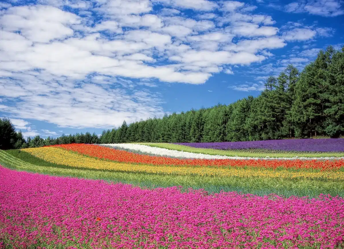 jardin fleurs