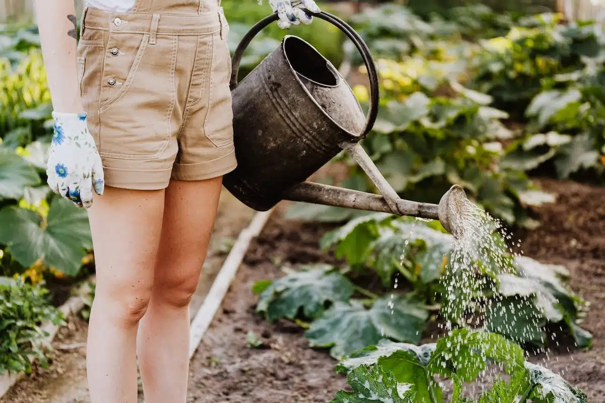 potager arrosage