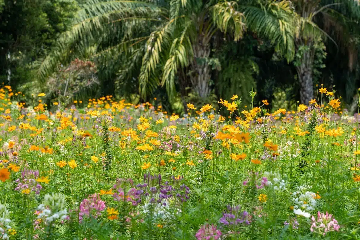 jardin vivaces