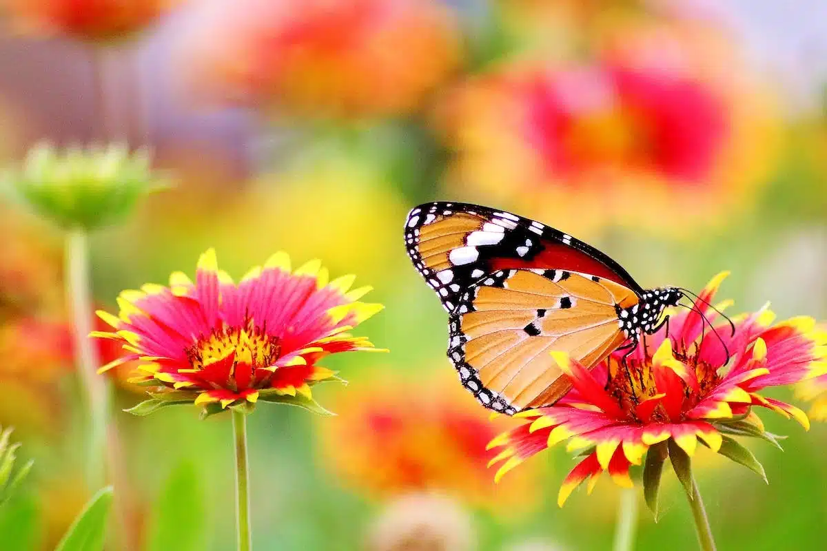 jardin papillons