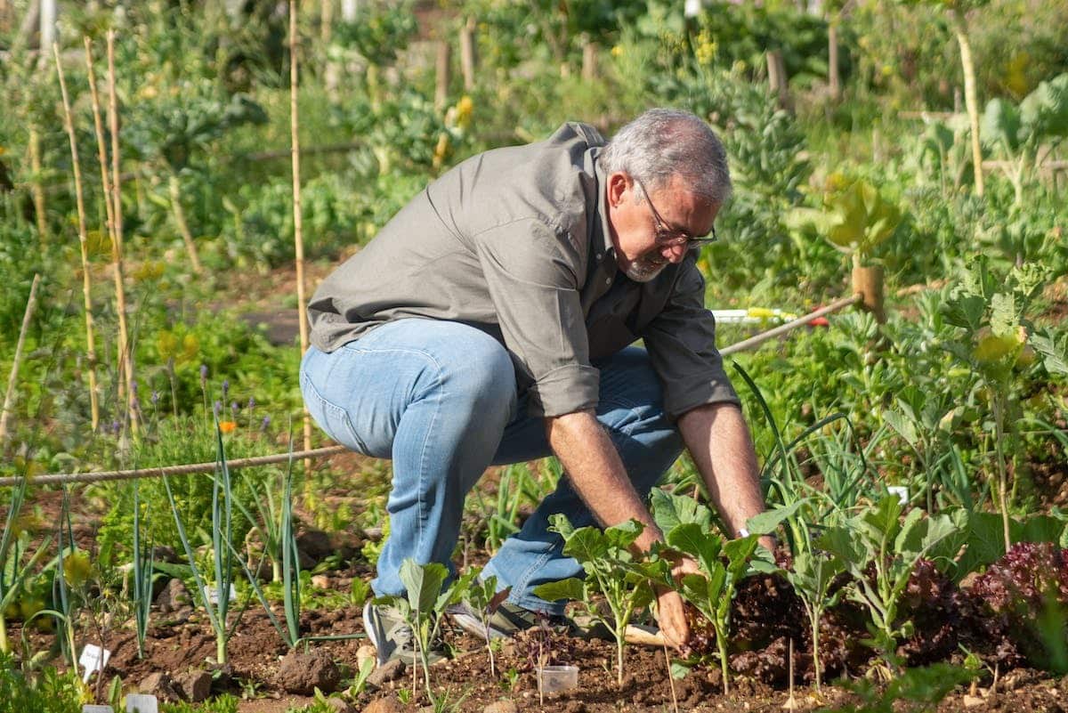 permaculture  potager