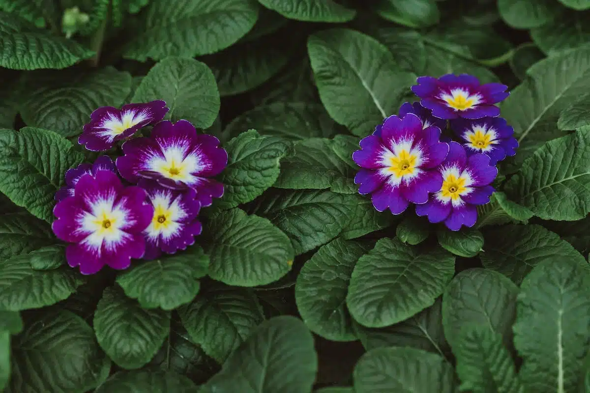 fleurs perpétuelles