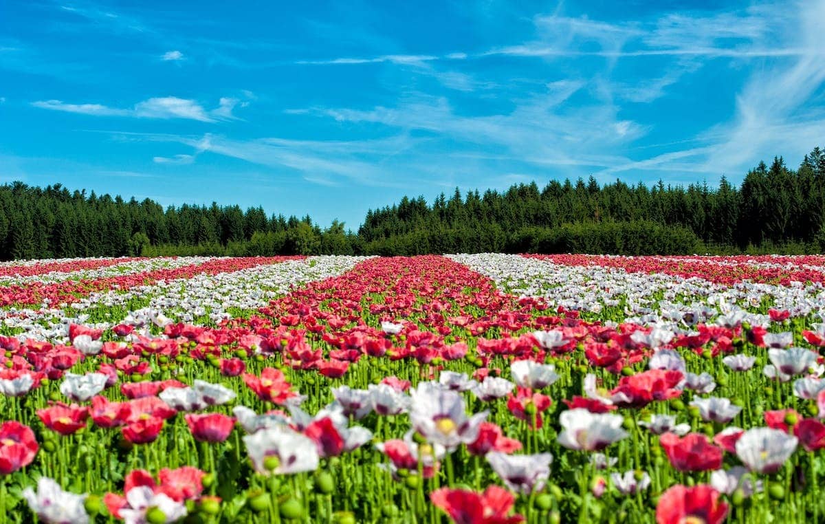 jardin fleuri