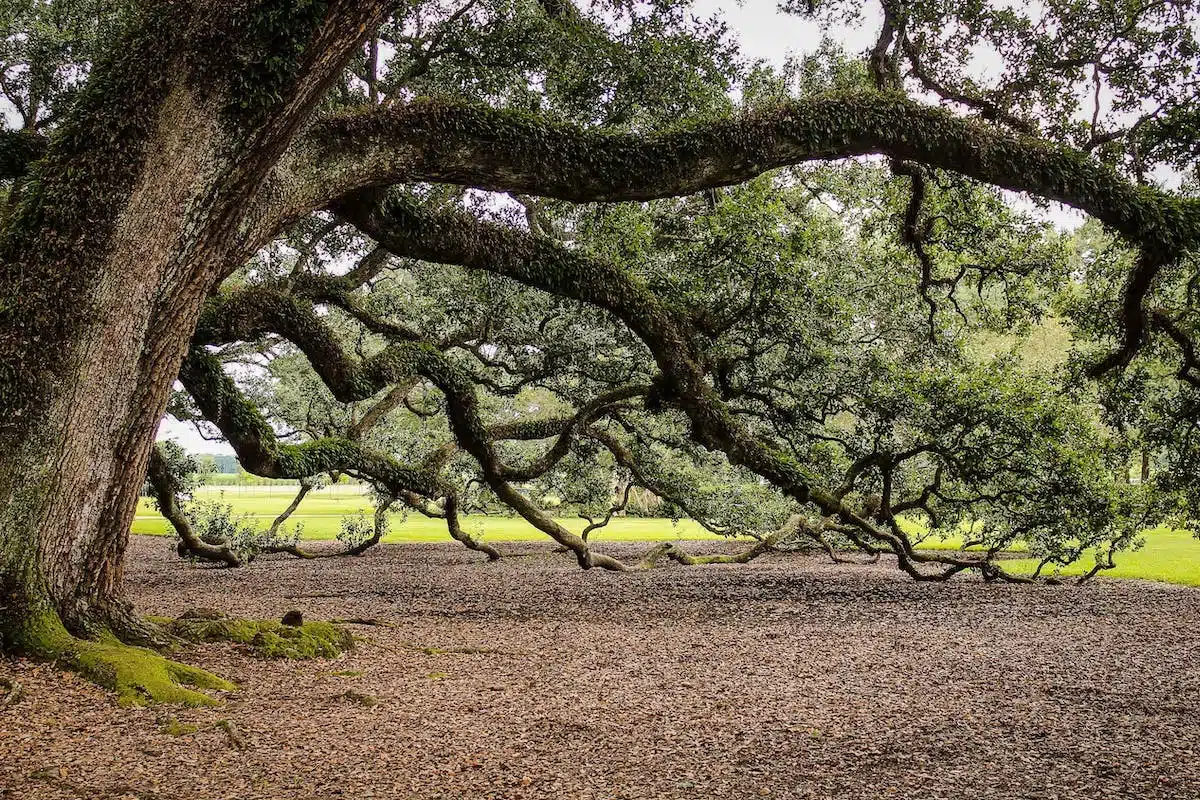 arbres ombragés