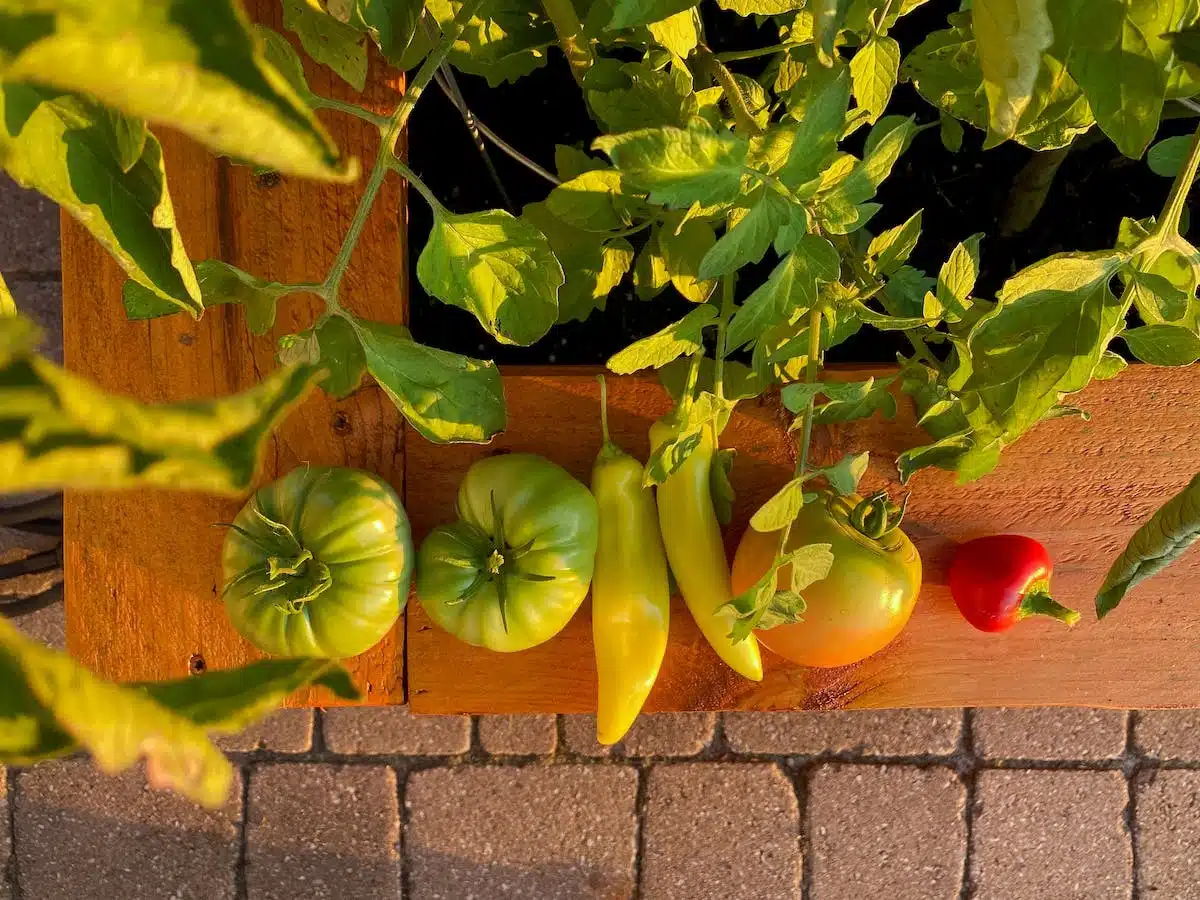 légumes  pots