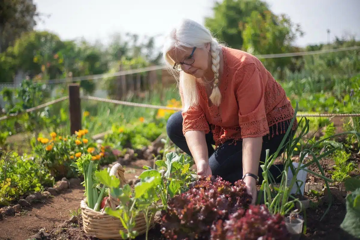 jardinage légumes