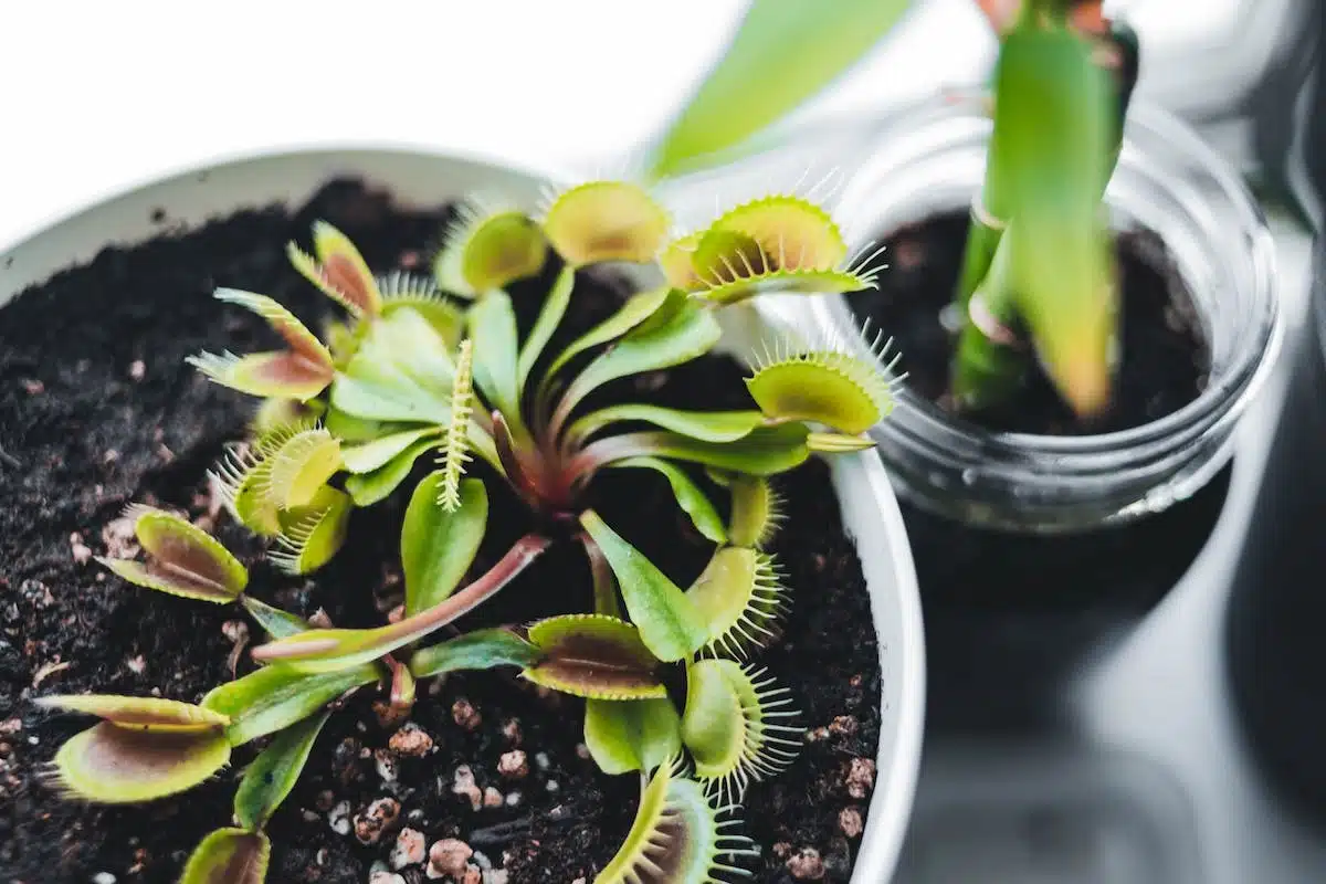 plantes carnivores