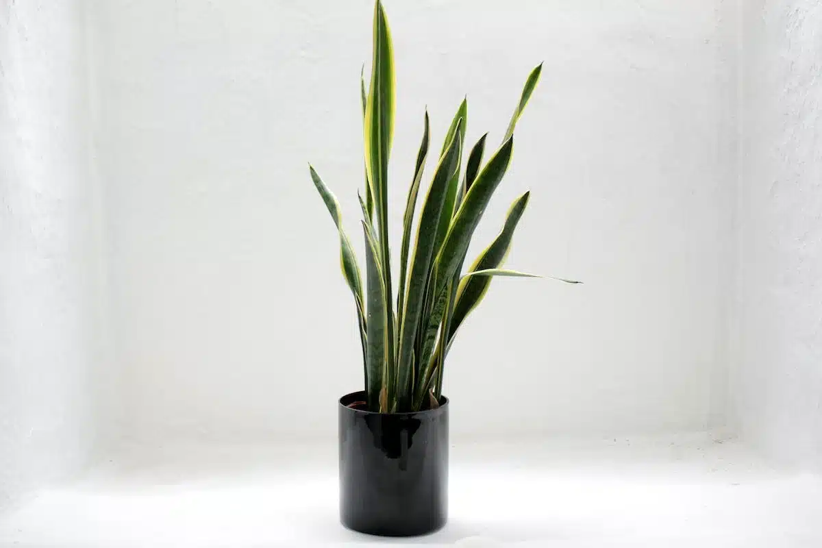 plantes malades