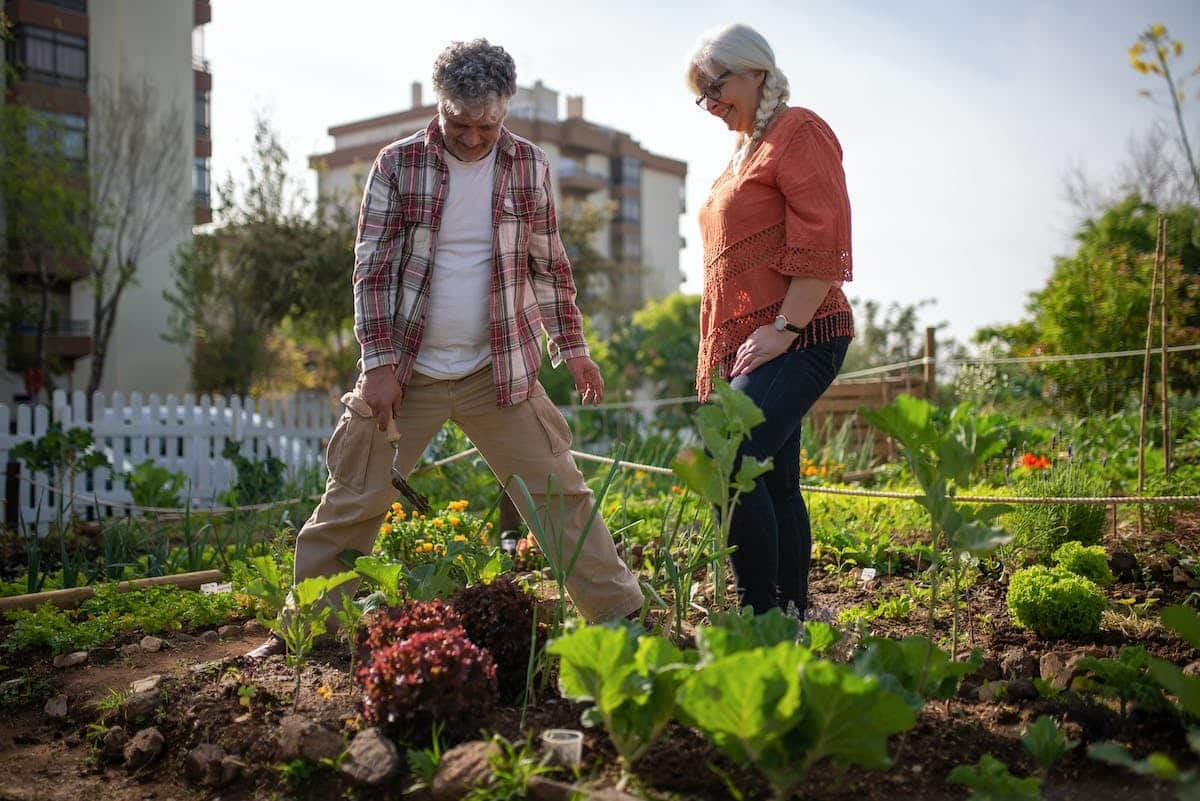 potager  plantation