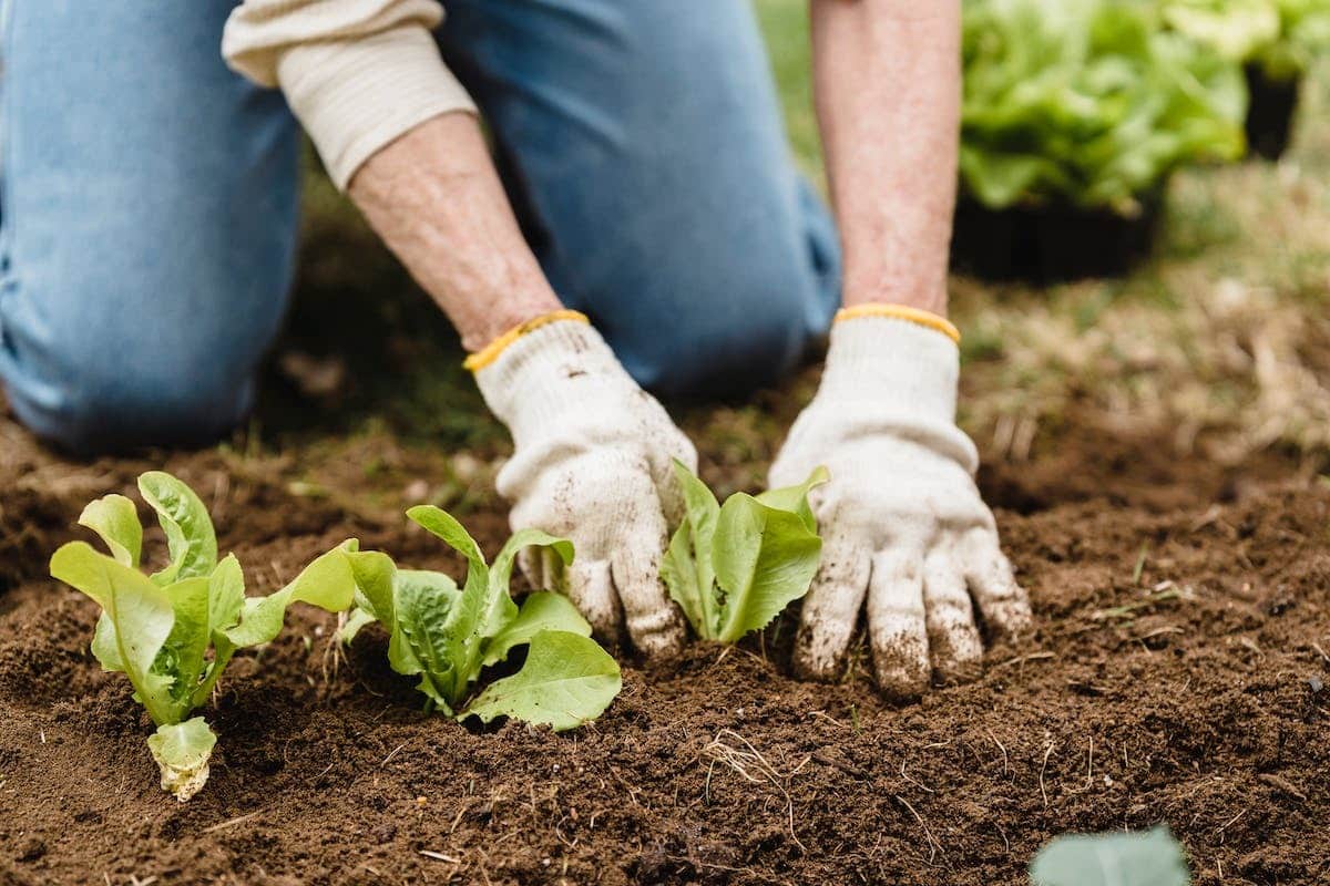 potager carré