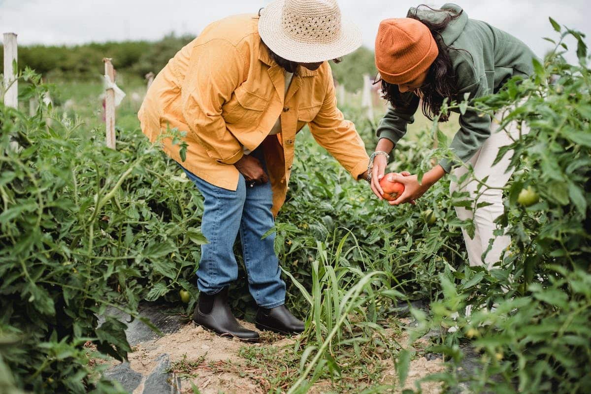 potager  jardinage