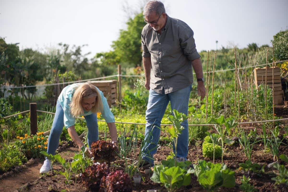 jardin potager