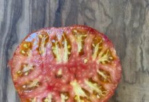 Les variétés de graines de tomates à découvrir absolument