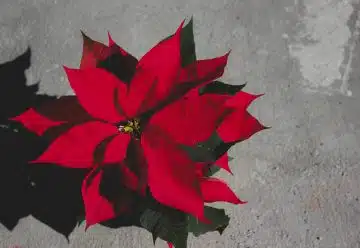 Comment faire refleurir un poinsetia ?