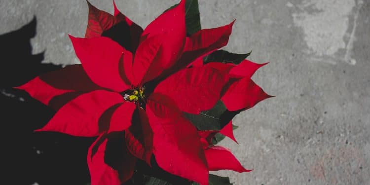 Comment faire refleurir un poinsetia ?