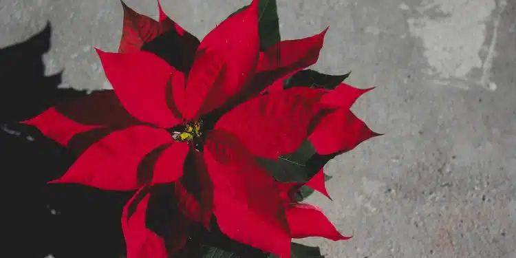 Comment faire refleurir un poinsetia ?