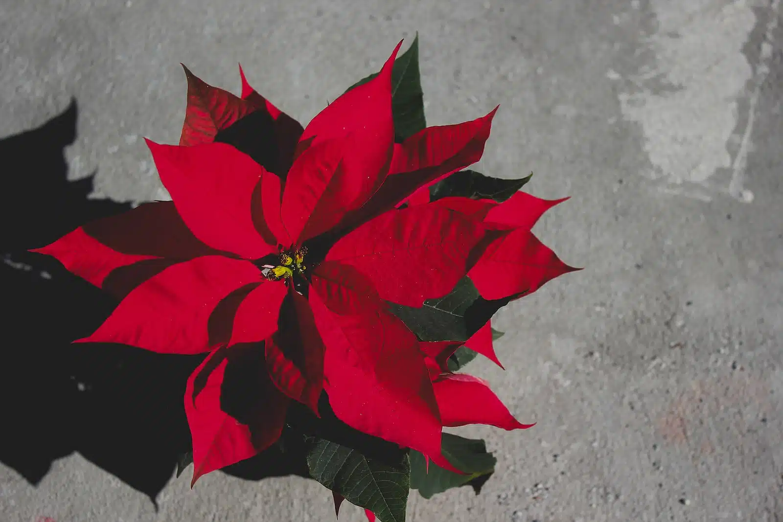 Comment faire refleurir un poinsetia ?