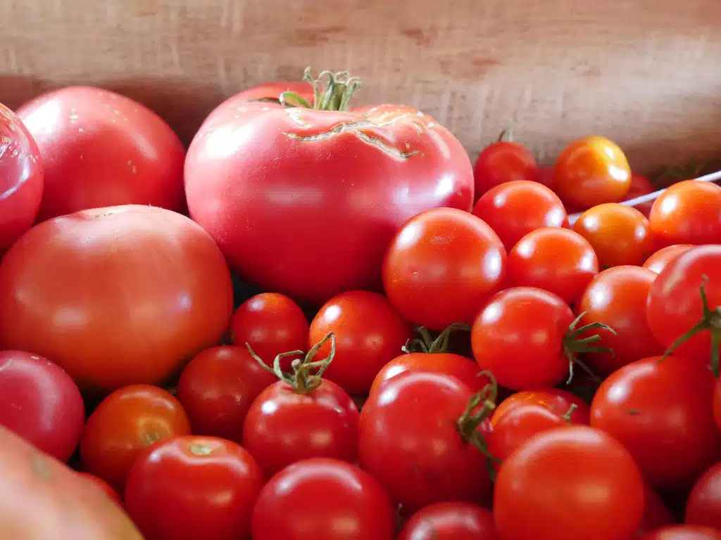 Comment cultiver des tomates à partir de cotylédons Voici la méthode