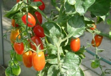 Comment cultiver des tomates à partir de cotylédons Voici la méthode