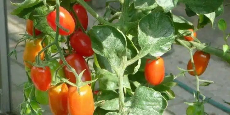 Comment cultiver des tomates à partir de cotylédons Voici la méthode