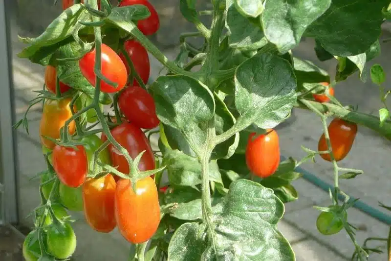 Comment cultiver des tomates à partir de cotylédons Voici la méthode