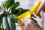 Comment nettoyer et enlever la poussière des plantes