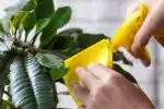 Comment nettoyer et enlever la poussière des plantes