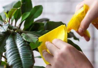 Comment nettoyer et enlever la poussière des plantes