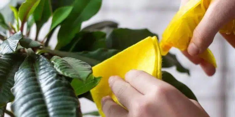 Comment nettoyer et enlever la poussière des plantes