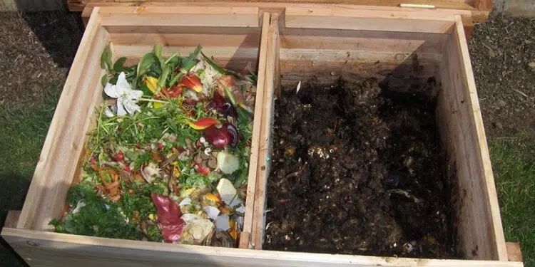 Comment réussir l’achat d’un lombricomposteur pour une meilleure culture de vos plantes