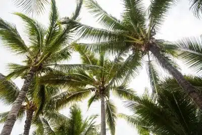Comment savoir si votre palmier est mort ou en train de mourir