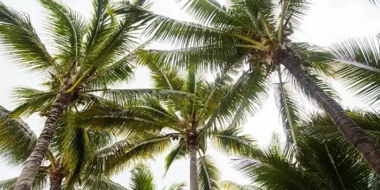 Comment savoir si votre palmier est mort ou en train de mourir