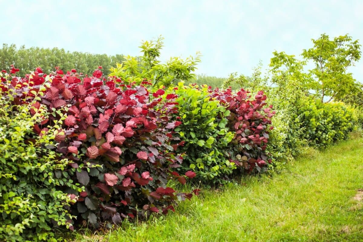 Haie de jardin : quelles plantes choisir ?