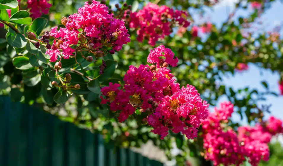 Le secret de la beauté éclatante du lilas des Indes rouge conseils de culture et d'entretien