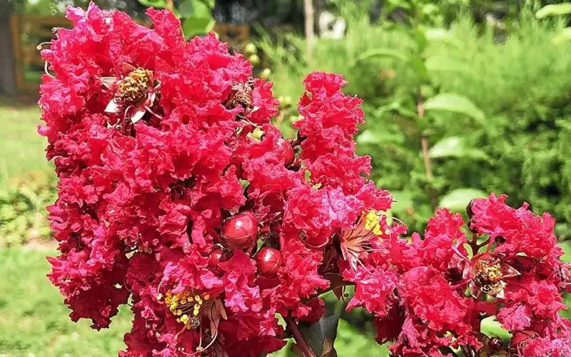 Le secret de la beauté éclatante du lilas des Indes rouge conseils de culture et d'entretien