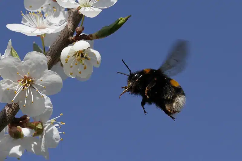 Les plantes mellifères : attirer les abeilles