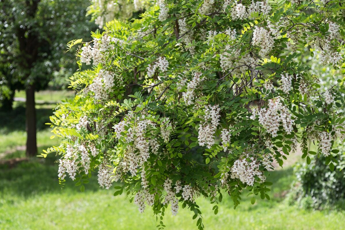 Les plantes mellifères : attirer les abeilles