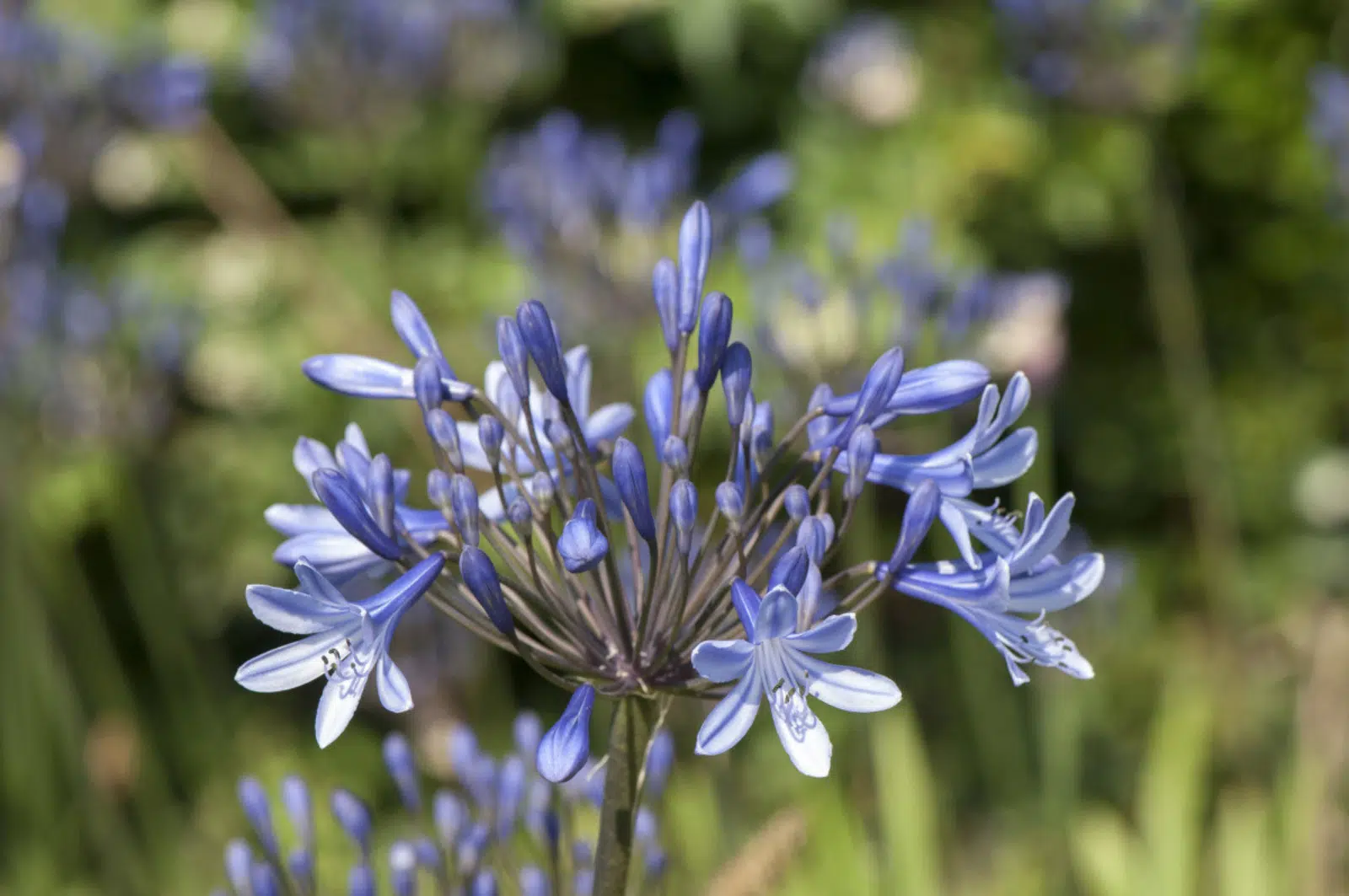 transplanter un Agapanthus