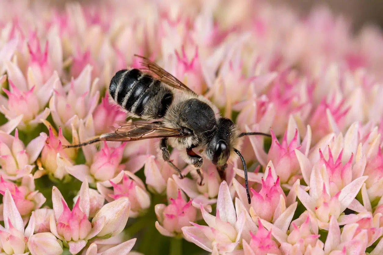 abeille noire, reine, apiculture, essaim