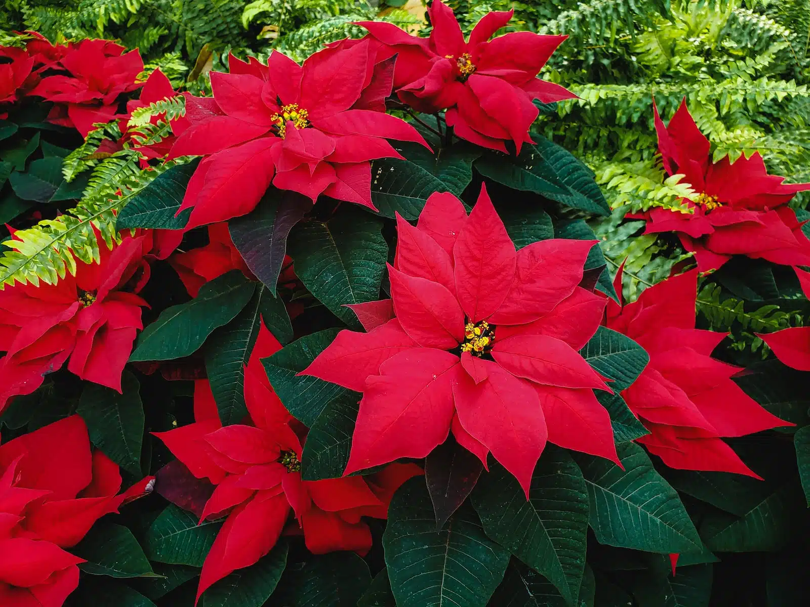 Comment faire refleurir un poinsetia ?