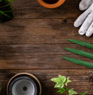 Blog jardinage : le meilleur endroit pour des astuces jardin !