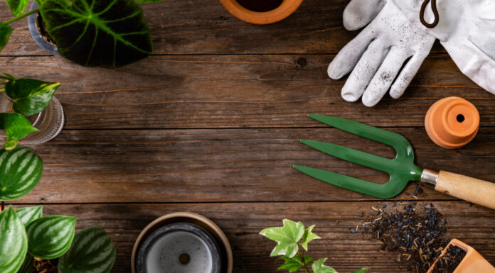 Blog jardinage : le meilleur endroit pour des astuces jardin !