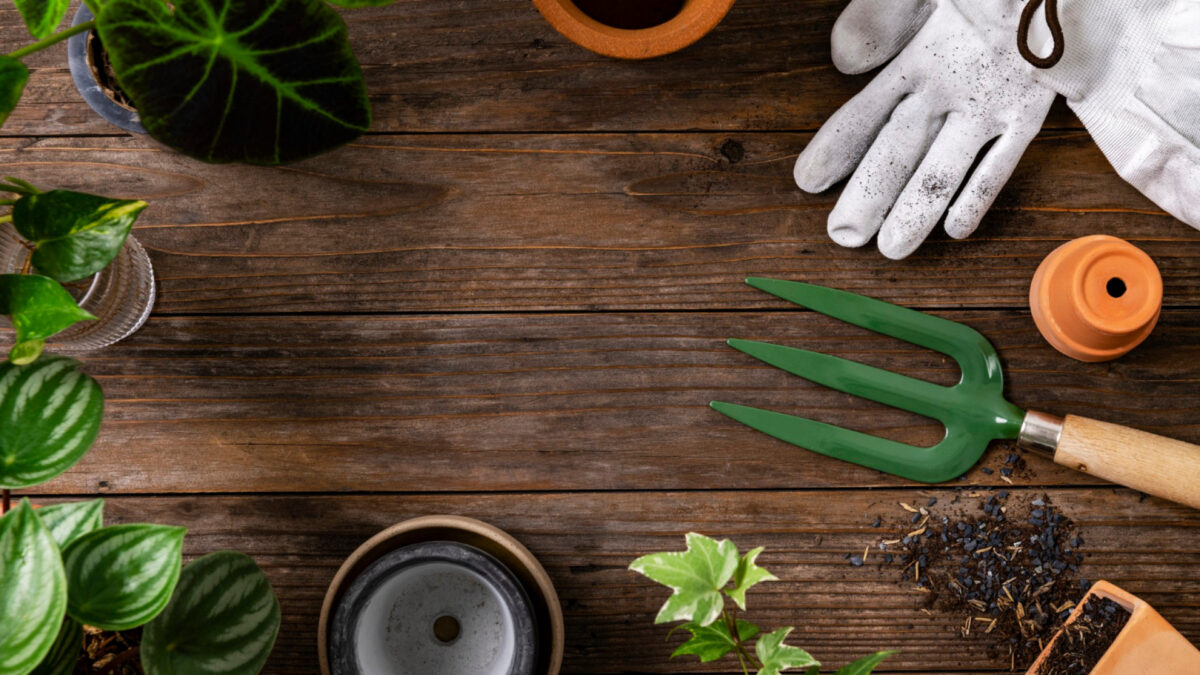 Blog jardinage : le meilleur endroit pour des astuces jardin !