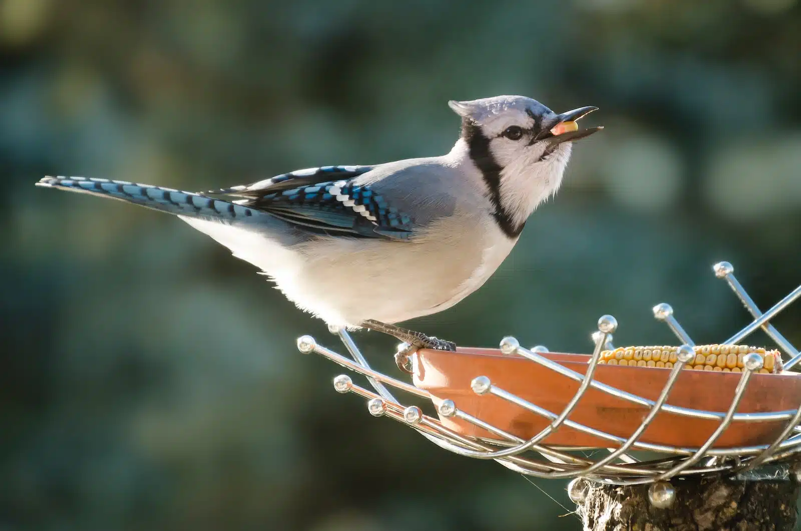 Comment faire venir des oiseaux dans son jardin ?