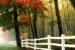 Choisissez des brises-vue pour embellir et sécuriser votre extérieur