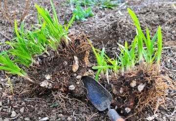transplanter un Agapanthus