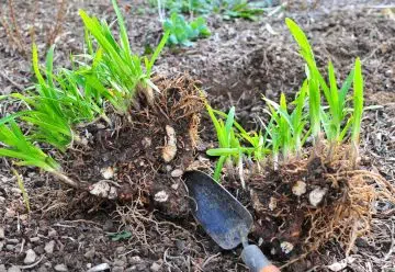 transplanter un Agapanthus